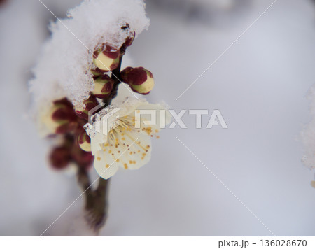 雪が降る1月に美しく咲いた白い梅の花「冬至(トウジ) 雪が降る1月に美しく咲いた白い梅の花「冬至(トウジ) 136028670