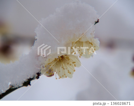雪が降る1月に美しく咲いた白い梅の花「冬至(トウジ) 雪が降る1月に美しく咲いた白い梅の花「冬至(トウジ) 136028671