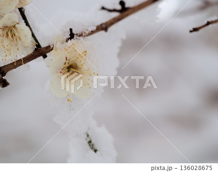 雪が降る1月に美しく咲いた白い梅の花「冬至（トウジ） 136028675