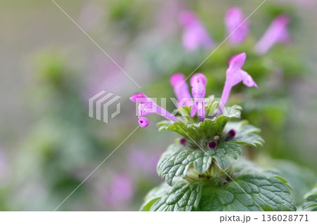ホトケノザの花 ホトケノザの花 136028771