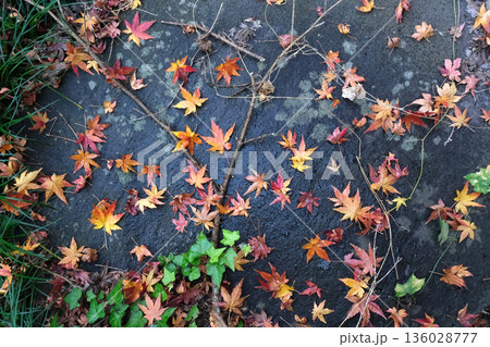 石の上に落ちたカラフルな紅葉 石の上に落ちたカラフルな紅葉 136028777