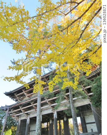 東大寺 秋の紅葉と南大門 東大寺 秋の紅葉と南大門 136028871
