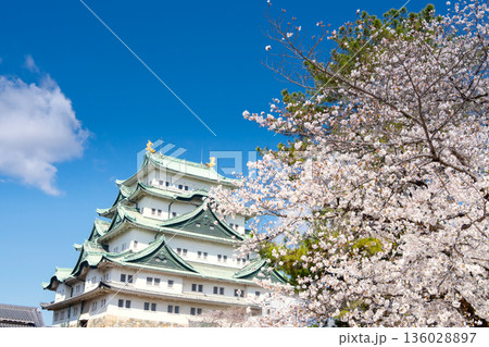 名古屋城と満開の桜 136028897