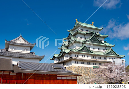 名古屋城と満開の桜 名古屋城と満開の桜 136028898