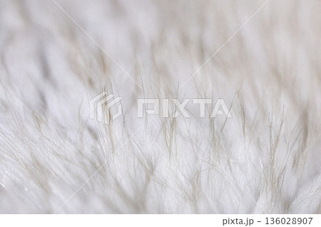 白いふわふわした毛並みのクローズアップ08 白いふわふわした毛並みのクローズアップ08 136028907