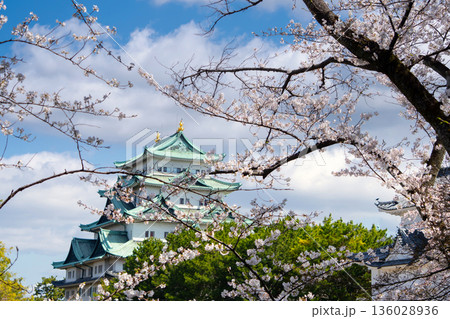 名古屋城と満開の桜 名古屋城と満開の桜 136028936