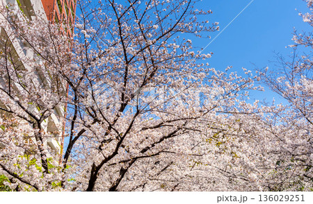 東京六本木・さくら坂 満開の桜 東京六本木・さくら坂 満開の桜 136029251