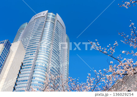 東京六本木・さくら坂　満開の桜 136029254