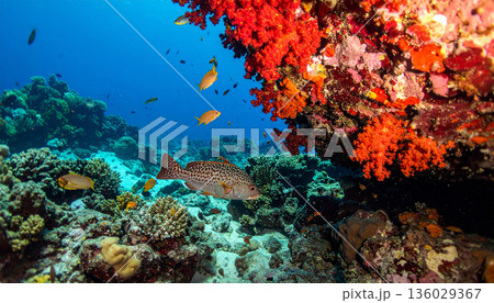 Colorful Coral Reef Underwater Scene Colorful Coral Reef Underwater Scene 136029367