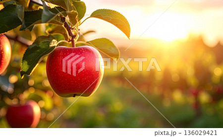 Apple on Tree at Sunset 136029421
