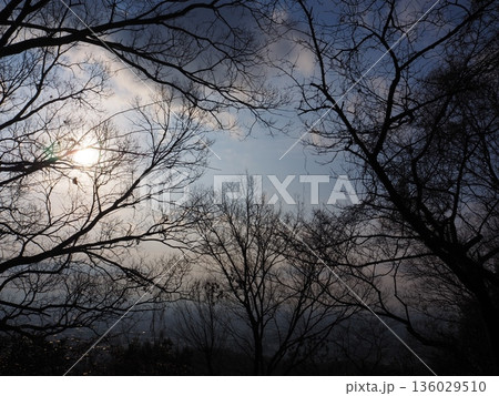 幻想的な朝の風景 136029510