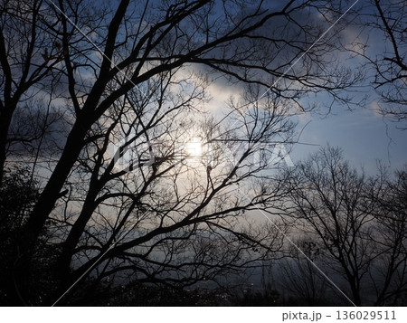 幻想的な朝の風景 幻想的な朝の風景 136029511