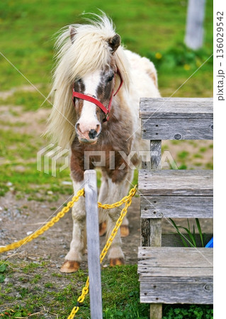 ファームズ千代田　ふれあい牧場の風景　（北海道美瑛町） 136029542