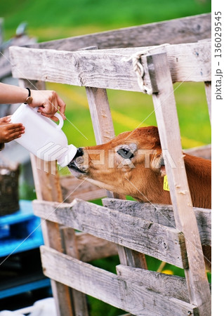 ファームズ千代田 ふれあい牧場の風景 (北海道美瑛町) ファームズ千代田 ふれあい牧場の風景 (北海道美瑛町) 136029545