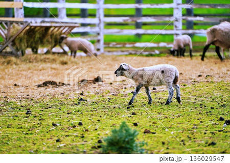ファームズ千代田　ふれあい牧場の風景　（北海道美瑛町） 136029547