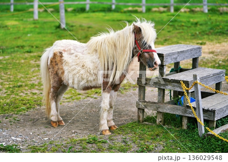 ファームズ千代田 ふれあい牧場の風景 (北海道美瑛町) ファームズ千代田 ふれあい牧場の風景 (北海道美瑛町) 136029548