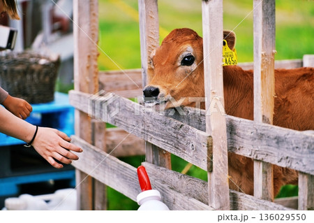 ファームズ千代田　ふれあい牧場の風景　（北海道美瑛町） 136029550