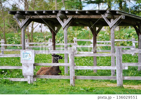 ファームズ千代田 ふれあい牧場の風景 (北海道美瑛町) ファームズ千代田 ふれあい牧場の風景 (北海道美瑛町) 136029551