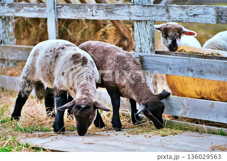 ファームズ千代田　ふれあい牧場の風景　（北海道美瑛町） 136029563
