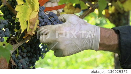 Harvesting grapes in a vineyard during the late summer season with a focus on hand picking clusters of grapes 136029571