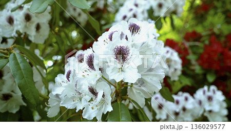 Blooming flowers in a garden during spring season showcasing diverse colors and shapes 136029577