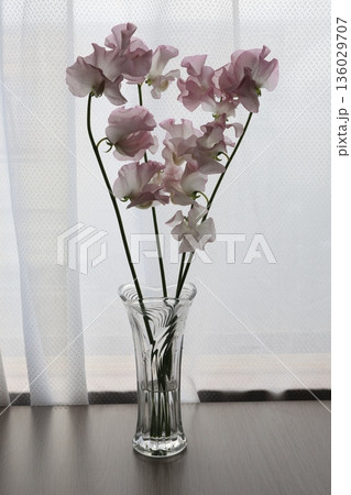 ピンク色のスイートピー ピンク色のスイートピー 136029707