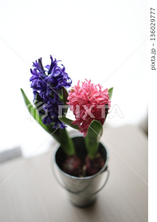 ピンク色と紫色のヒヤシンス 136029777