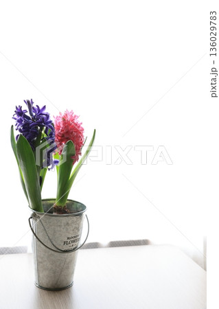 ピンク色と紫色のヒヤシンス 136029783