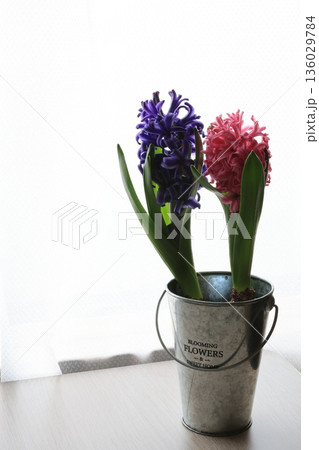 ピンク色と紫色のヒヤシンス 136029784