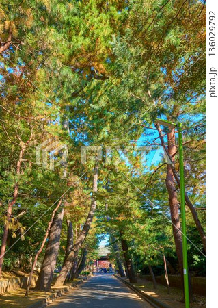 秋の東京都世田谷区豪徳寺の参道の松並木と山門を城山通り側から見る 136029792