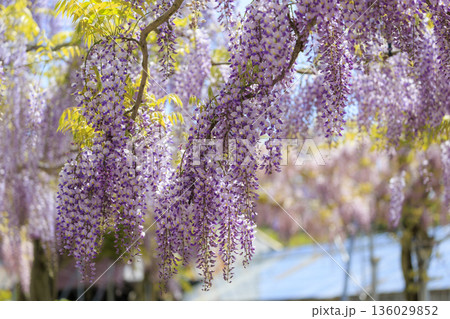 春に咲く紫の藤の花 春に咲く紫の藤の花 136029852