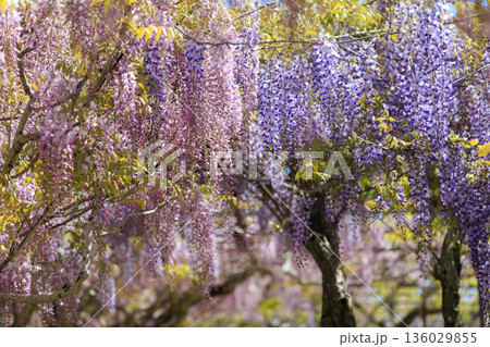 春に咲く紫の藤の花 春に咲く紫の藤の花 136029855