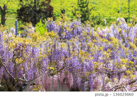 春に咲く紫の藤の花 春に咲く紫の藤の花 136029860
