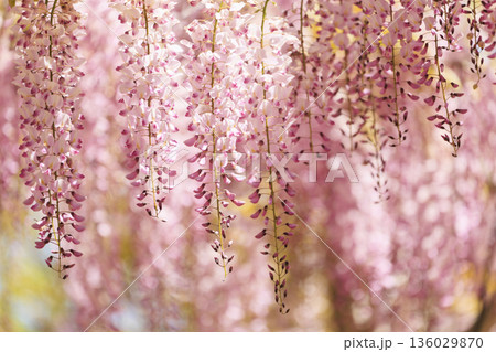 春に咲く紫の藤の花 春に咲く紫の藤の花 136029870