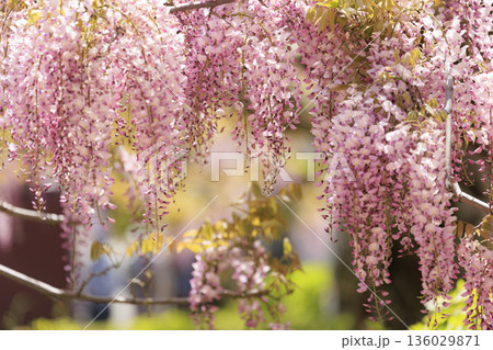 春に咲く紫の藤の花 春に咲く紫の藤の花 136029871