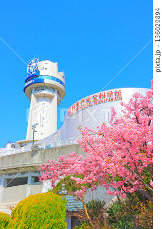 兵庫県明石市、明石市立天文科学館と河津桜の風景 兵庫県明石市、明石市立天文科学館と河津桜の風景 136029894