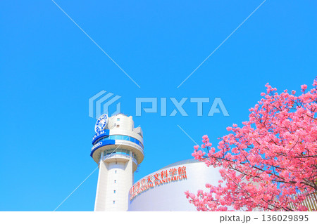 兵庫県明石市、明石市立天文科学館と河津桜の風景 136029895