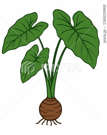 Illustration of taro plant (Colocasia esculenta) 136029908