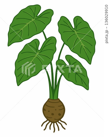 Illustration of taro plant (Colocasia esculenta) 136029910