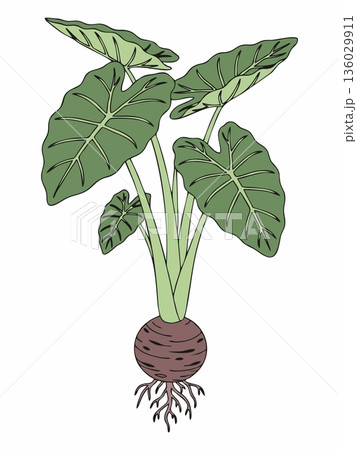 Illustration of taro plant (Colocasia esculenta) 136029911