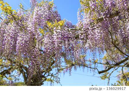 春に咲く紫の藤の花 春に咲く紫の藤の花 136029917