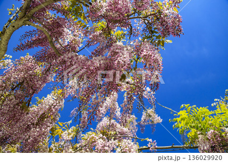 春に咲く紫の藤の花 春に咲く紫の藤の花 136029920