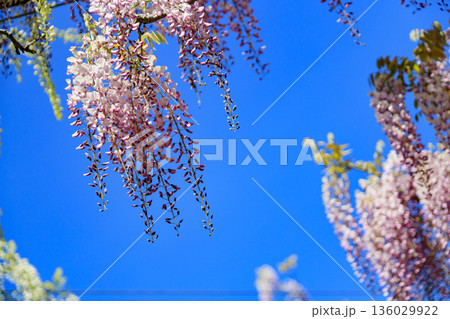 春に咲く紫の藤の花 春に咲く紫の藤の花 136029922