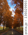 紅葉したメタセコイア並木道 136029993