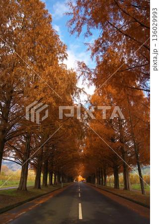 紅葉したメタセコイア並木道 136029993
