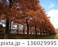 紅葉したメタセコイアの大木 136029995