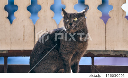A stunning domestic shorthair gray cat vibrant yellow eyes A stunning domestic shorthair gray cat vibrant yellow eyes 136030003