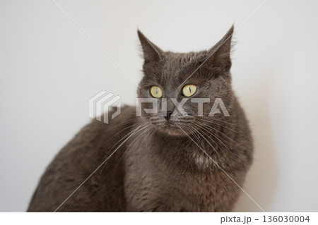 A stunning domestic shorthair gray cat vibrant yellow eyes 136030004