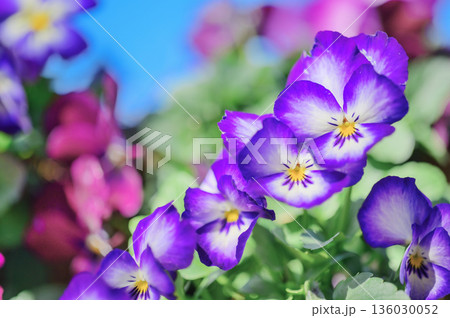 紫色のビオラ 花のある風景 紫色のビオラ 花のある風景 136030052