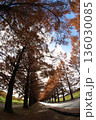 紅葉したメタセコイア並木 136030085
